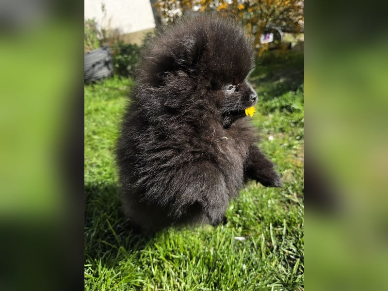 Reinrassige Pomeranian mit AT
