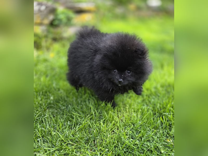Reinrassige Pomeranian mit AT