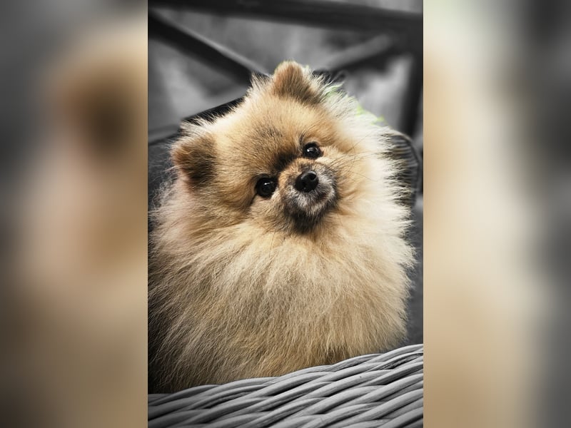 Reinrassige Pomeranian mit AT