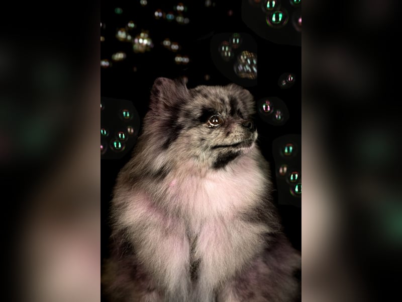 Reinrassige Pomeranian mit AT