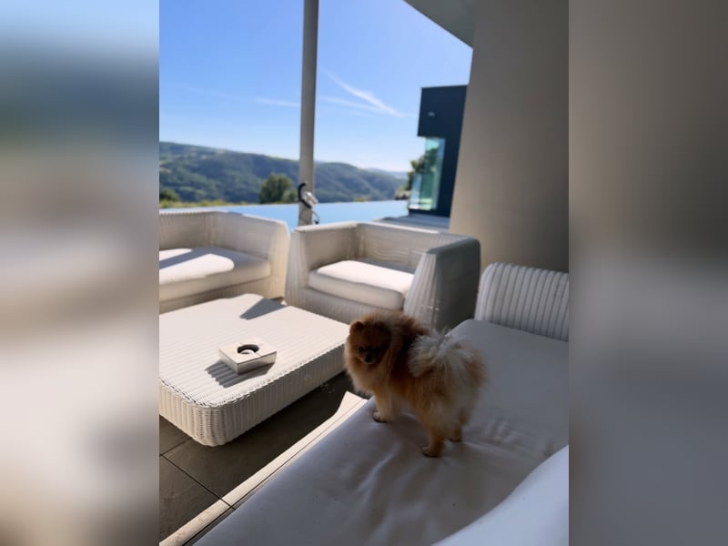 Schweren Herzens: Unser wunderschöner, liebevoller Zwergspitz Otto (2 Jahre) sucht ein neues Zuhause