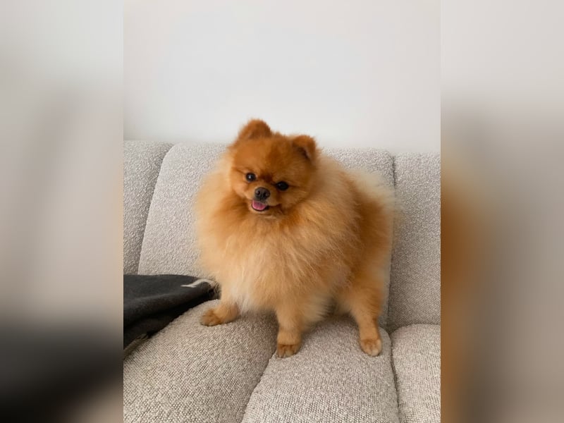 Schweren Herzens: Unser wunderschöner, liebevoller Zwergspitz Otto (2 Jahre) sucht ein neues Zuhause