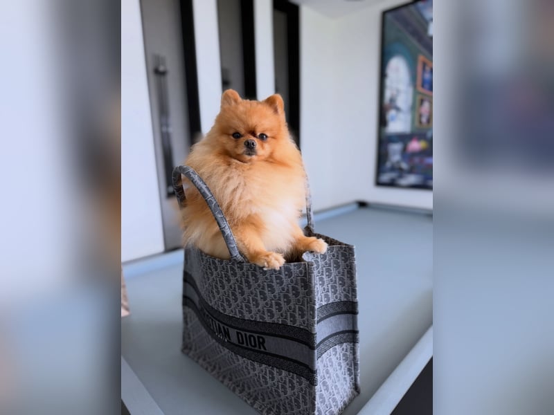 Schweren Herzens: Unser wunderschöner, liebevoller Zwergspitz Otto (2 Jahre) sucht ein neues Zuhause