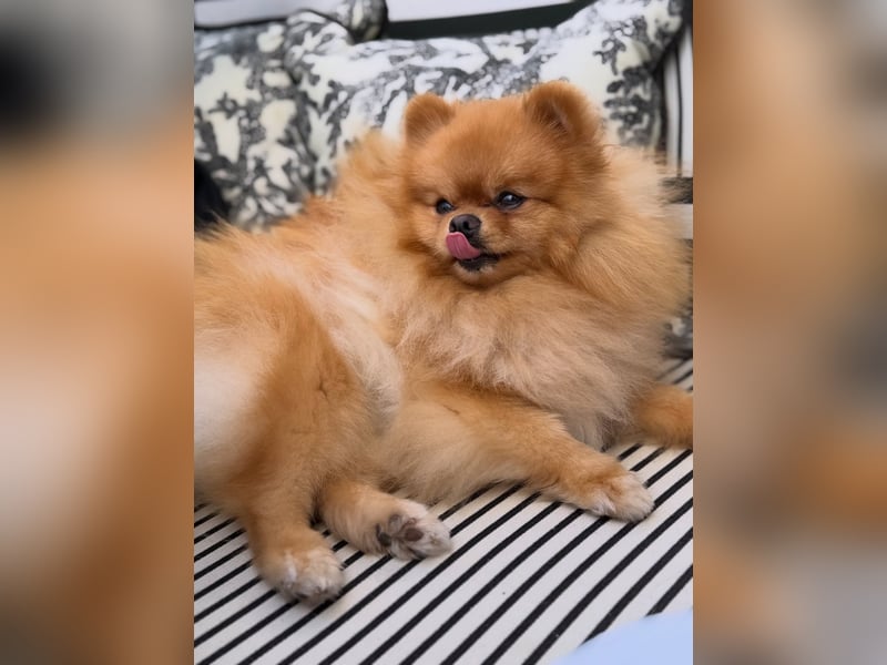 Schweren Herzens: Unser wunderschöner, liebevoller Zwergspitz Otto (2 Jahre) sucht ein neues Zuhause