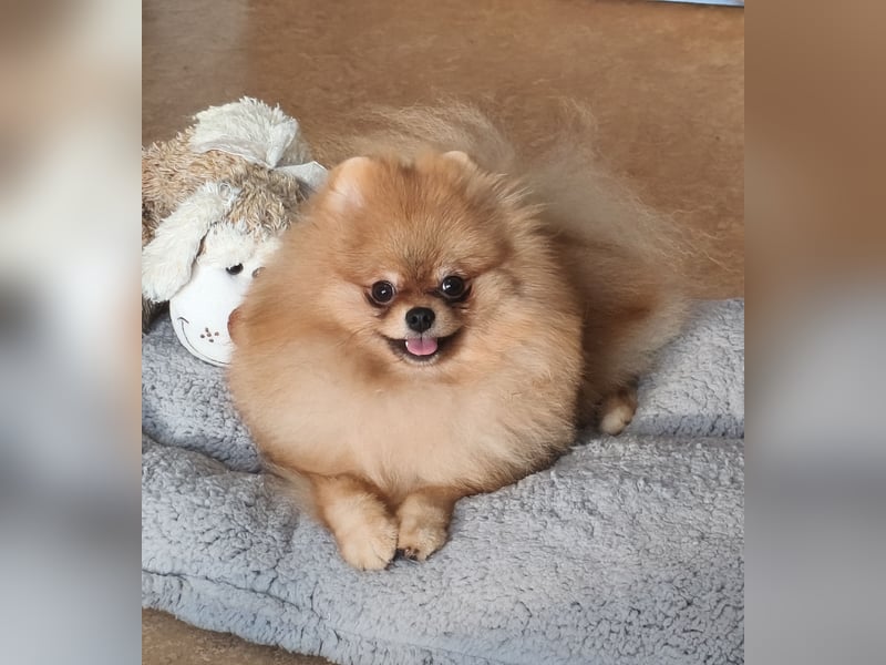 Pomeranian Zwergspitz Rüde Pom Typ