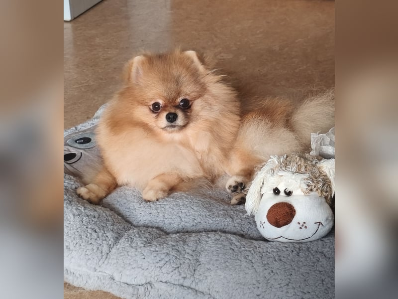 Pomeranian Zwergspitz Rüde Pom Typ