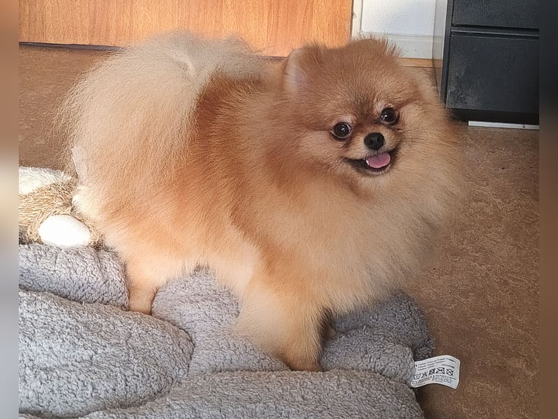 Pomeranian Zwergspitz Rüde Pom Typ