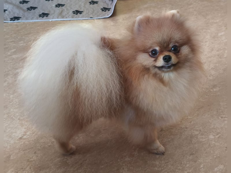 Pomeranian Zwergspitz Rüde Pom Typ