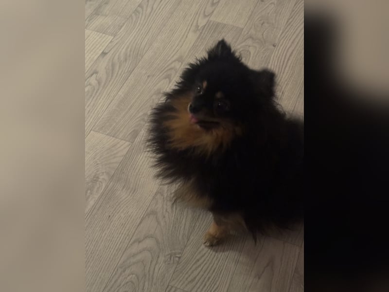 Pomeranian, Mädchen