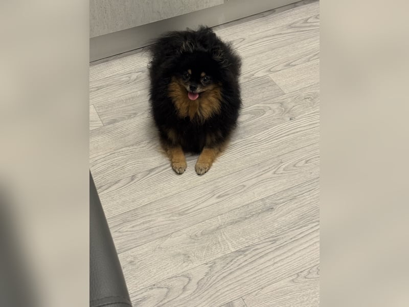 Pomeranian, Mädchen