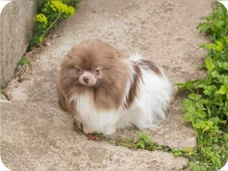 Wunderschöne Pomeranianhündin mit Stammbaum sucht Kuschelkörbchen auf Lebenszeit!