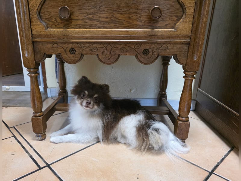 Wunderschöne Pomeranianhündin mit Stammbaum sucht Kuschelkörbchen auf Lebenszeit!