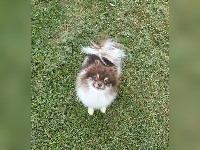 Wunderschöne Pomeranianhündin mit Stammbaum sucht Kuschelkörbchen auf Lebenszeit!