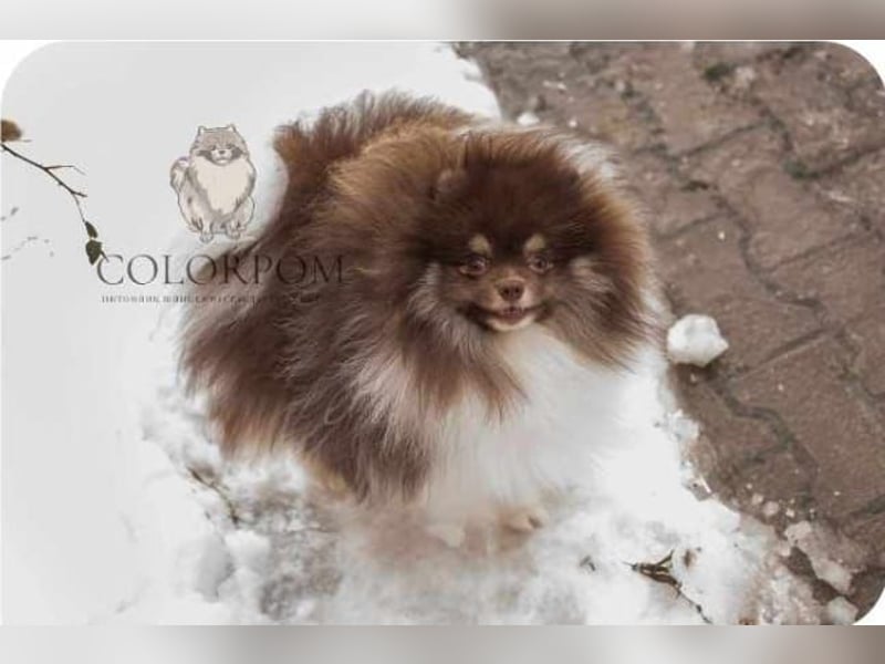 Wunderschöne Pomeranianhündin mit Stammbaum sucht Kuschelkörbchen auf Lebenszeit!