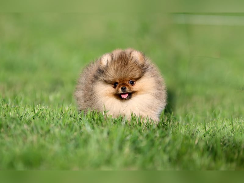 TOP class Pomeranian Zwergspitz-FCI