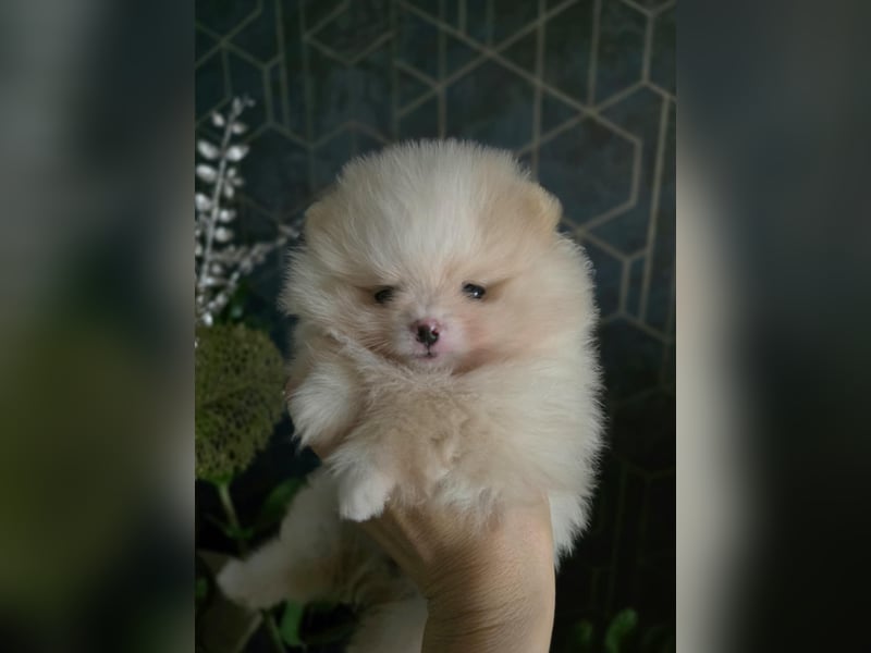 TOP class Pomeranian Zwergspitz-FCI