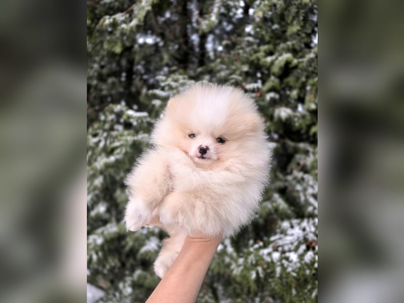 TOP class Pomeranian Zwergspitz-FCI