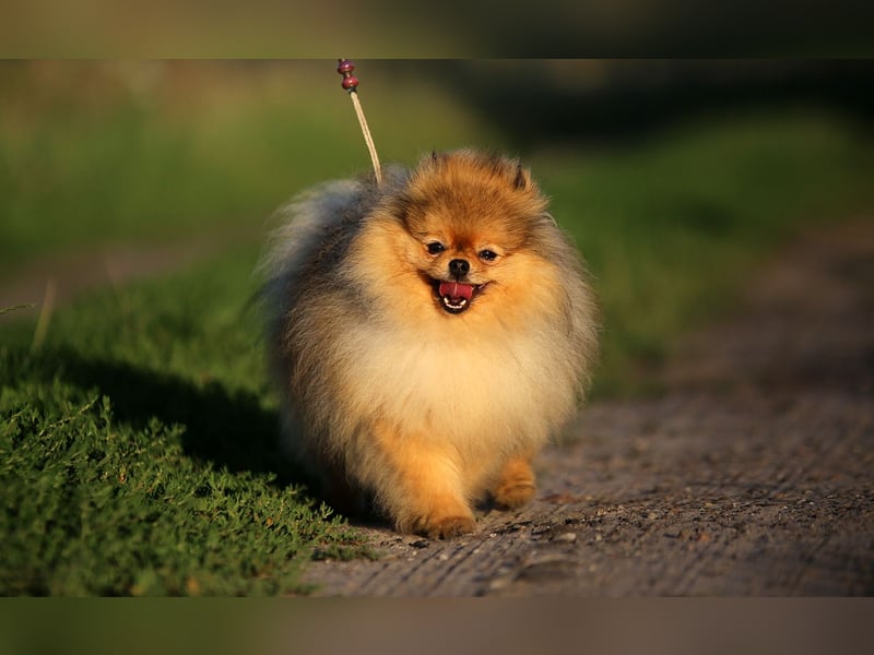 High Quality Pomeranian Male – Champion Bloodlines Zwergspitz