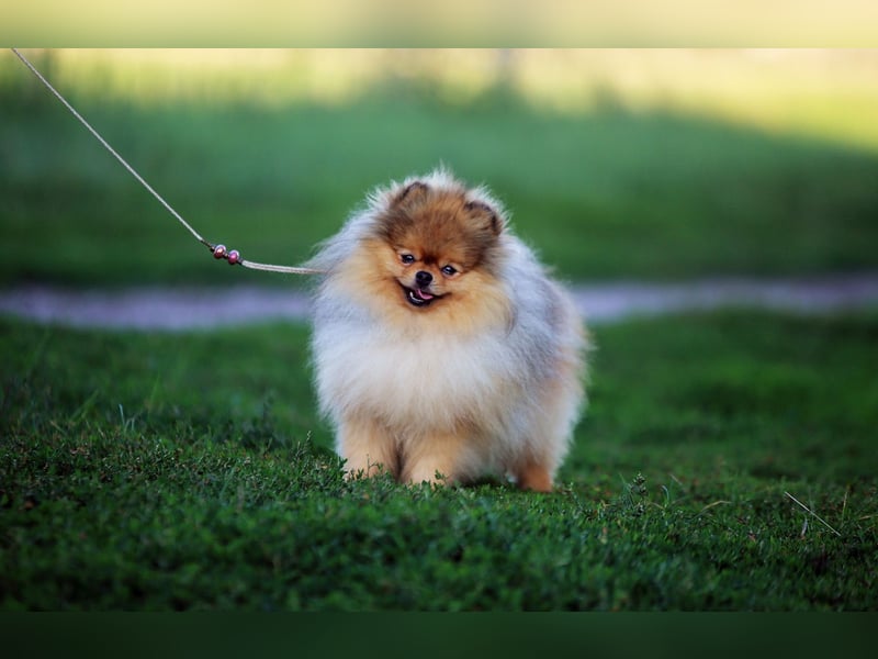 High Quality Pomeranian Male – Champion Bloodlines Zwergspitz