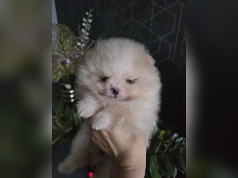 TOP class Pomeranian Zwergspitz-FCI