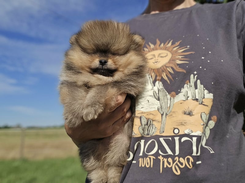 TOP class Pomeranian Zwergspitz-FCI