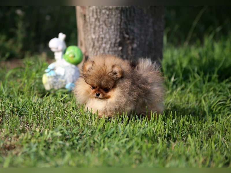 TOP class Pomeranian Zwergspitz-FCI