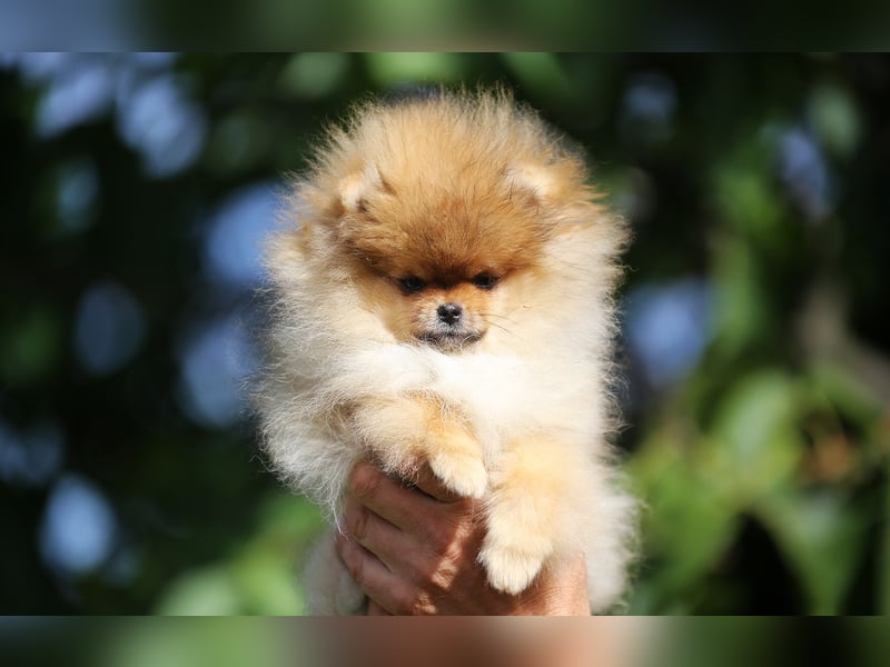 TOP class Pomeranian Zwergspitz-FCI