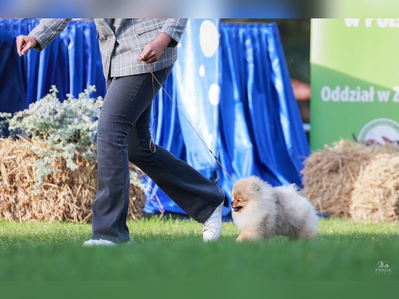 High Quality Pomeranian Male – Champion Bloodlines Zwergspitz