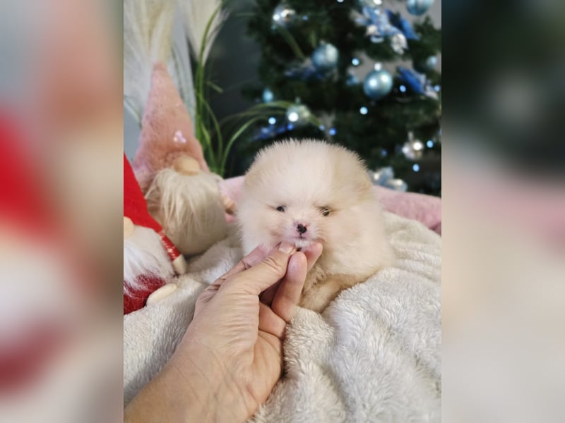 TOP class Pomeranian Zwergspitz-FCI