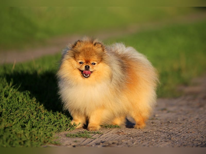 High Quality Pomeranian Male – Champion Bloodlines Zwergspitz