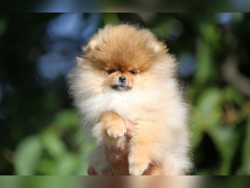 TOP class Pomeranian Zwergspitz-FCI