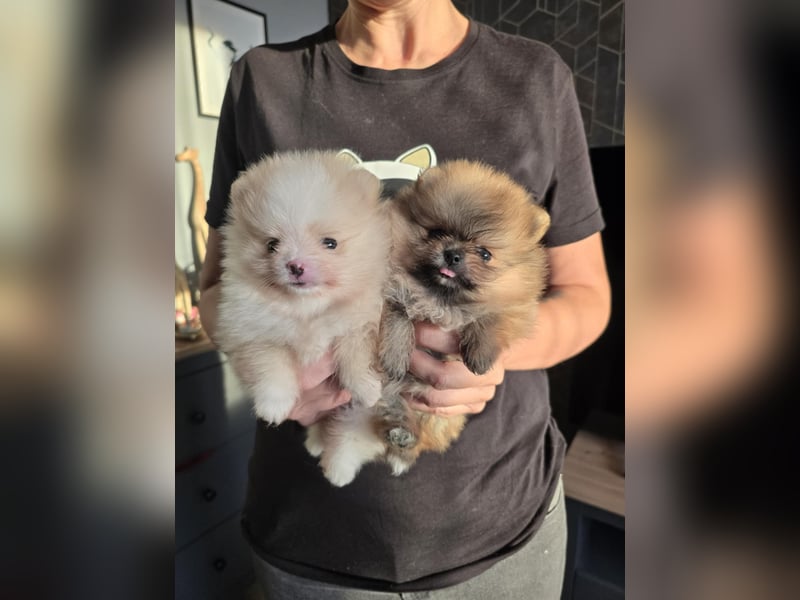 TOP class Pomeranian Zwergspitz-FCI