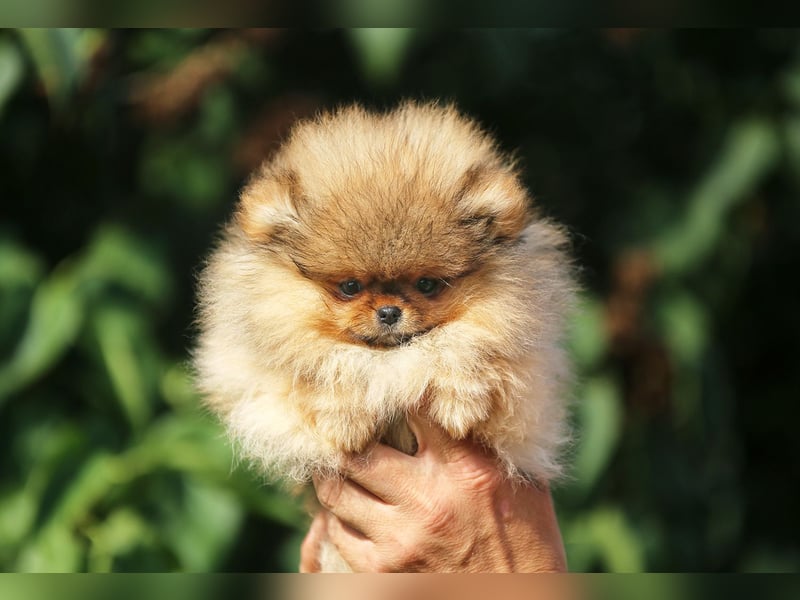 TOP class Pomeranian Zwergspitz-FCI
