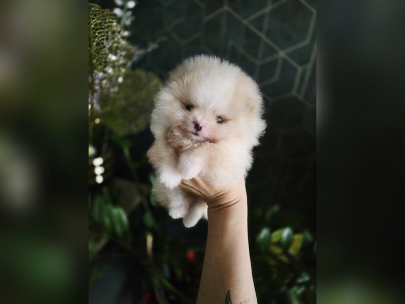 TOP class Pomeranian Zwergspitz-FCI