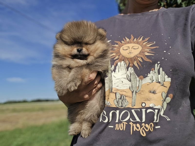 TOP class Pomeranian Zwergspitz-FCI
