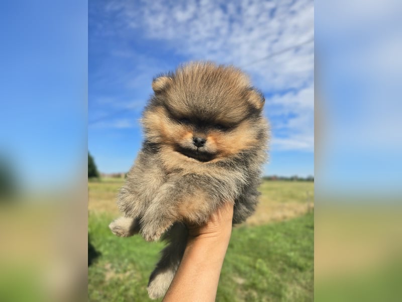 TOP class Pomeranian Zwergspitz-FCI