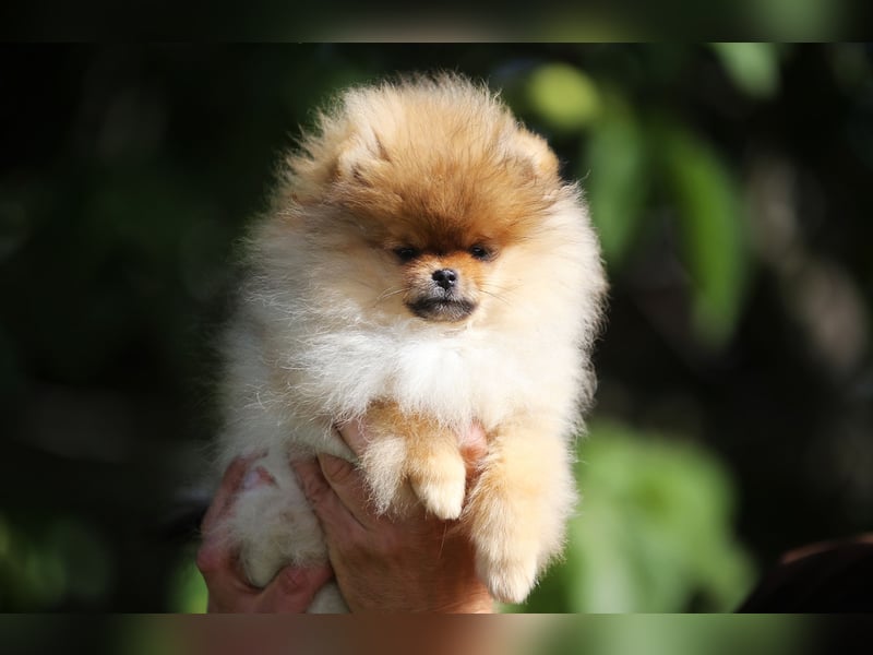 TOP class Pomeranian Zwergspitz-FCI