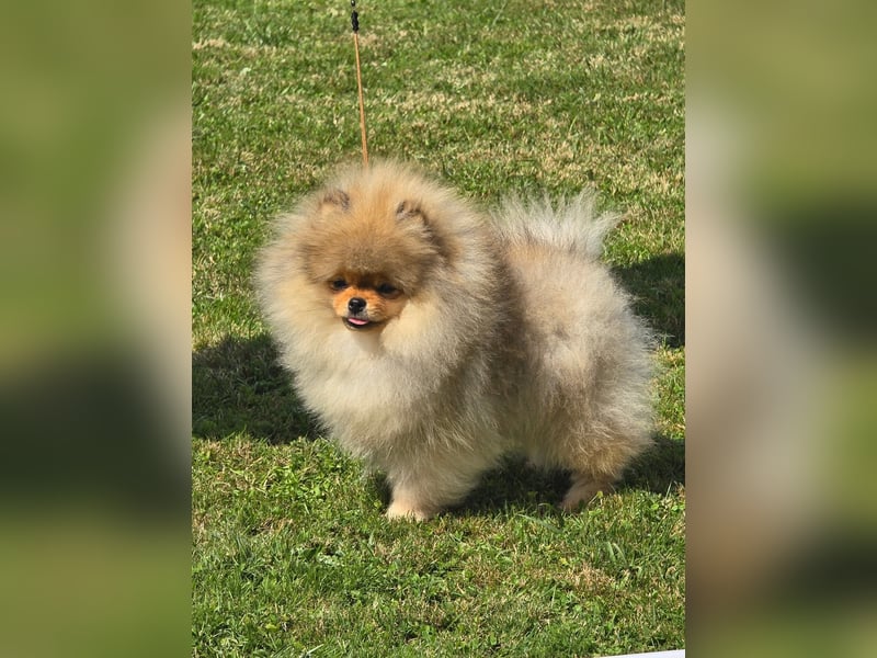 High Quality Pomeranian Male – Champion Bloodlines Zwergspitz