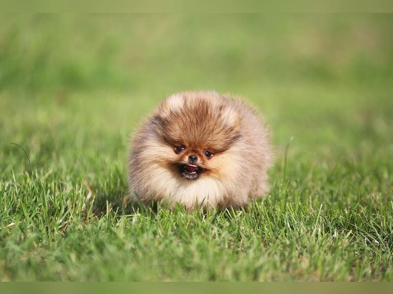TOP class Pomeranian Zwergspitz-FCI