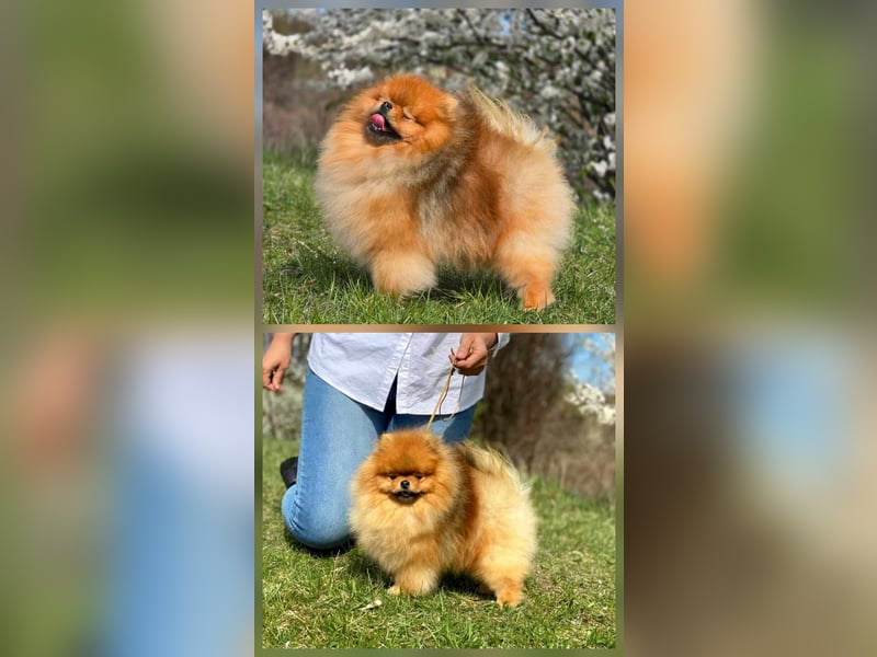 TOP class Pomeranian Zwergspitz-FCI