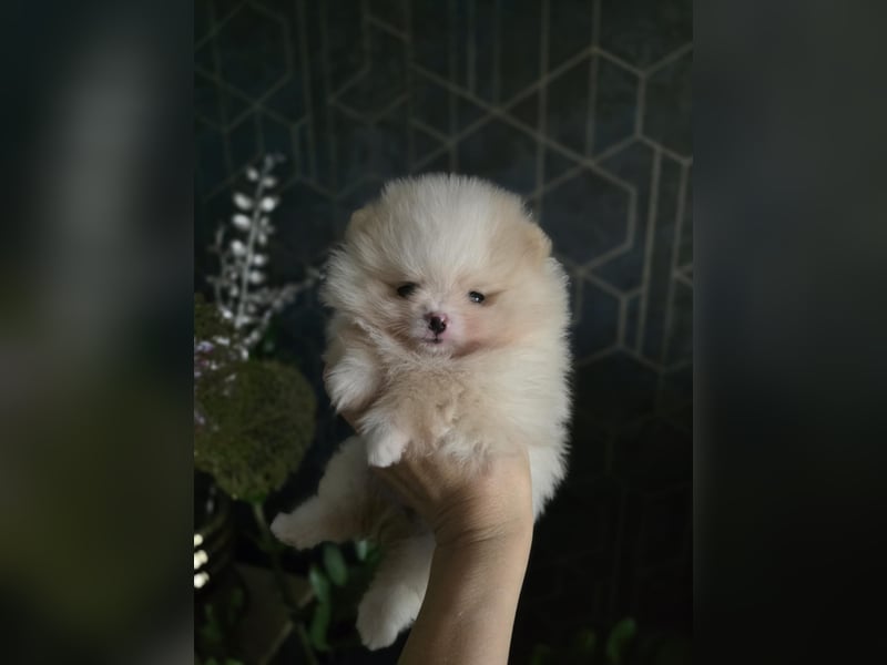 TOP class Pomeranian Zwergspitz-FCI