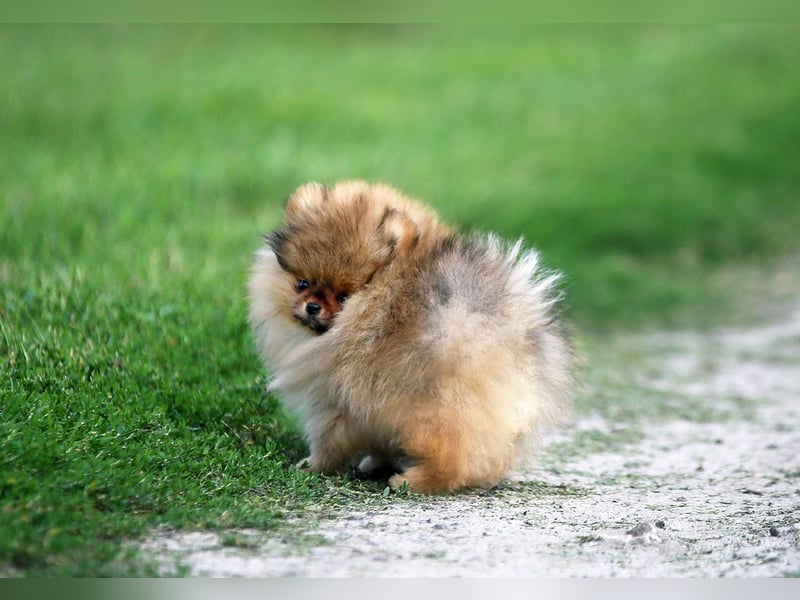 TOP class Pomeranian Zwergspitz-FCI