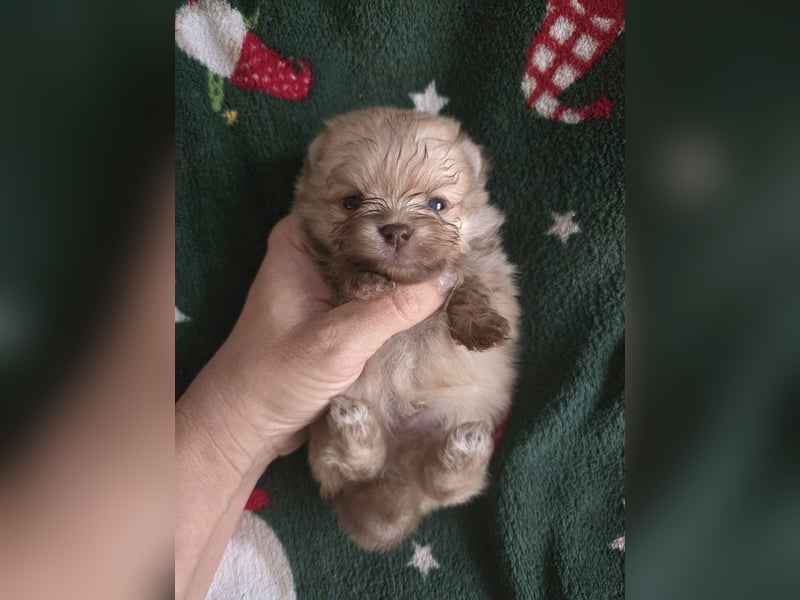 TOP class Pomeranian Zwergspitz-Schokoladen-Sable-Farbe