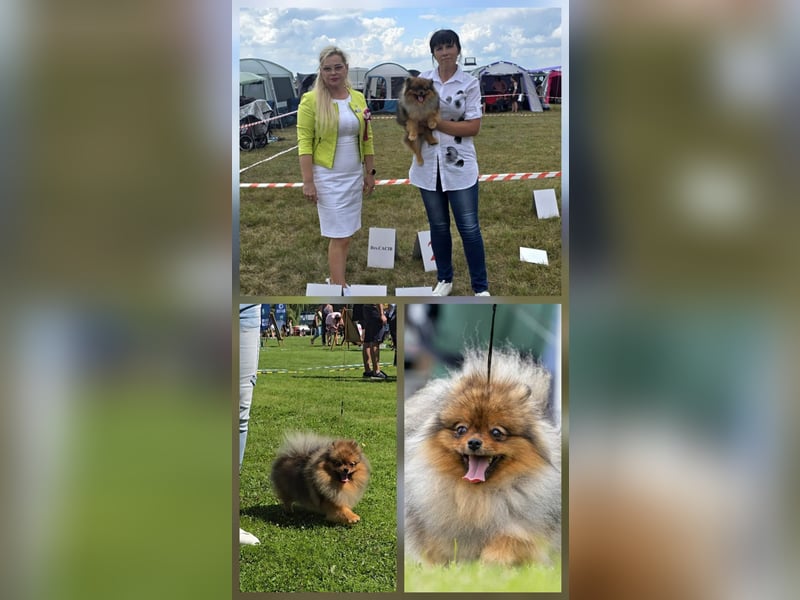 TOP class Pomeranian Zwergspitz-FCI