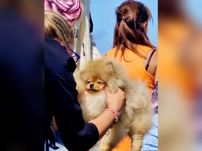 High Quality Pomeranian Male – Champion Bloodlines Zwergspitz
