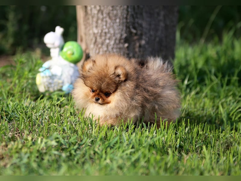 TOP class Pomeranian Zwergspitz-FCI
