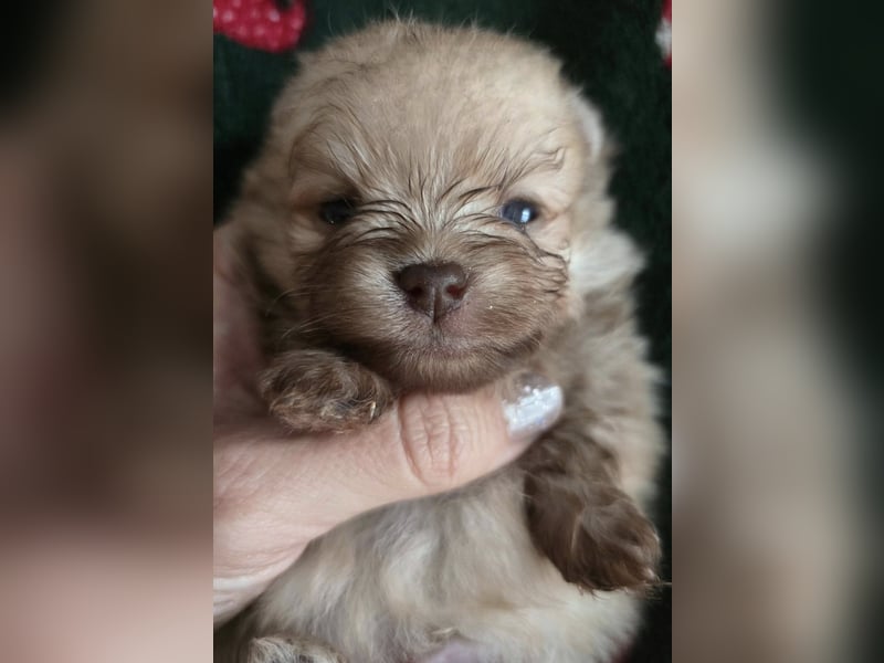 TOP class Pomeranian Zwergspitz-Schokoladen-Sable-Farbe