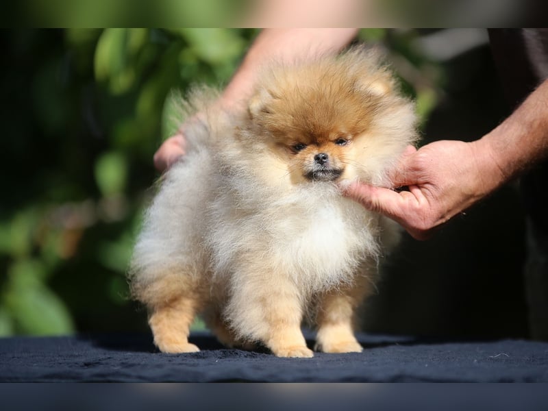 TOP class Pomeranian Zwergspitz-FCI