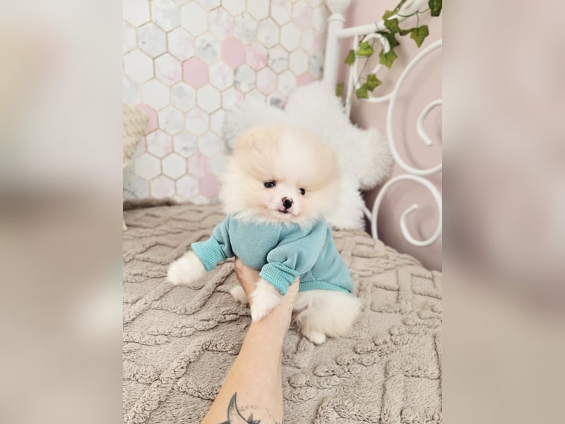 TOP class Pomeranian Zwergspitz-FCI