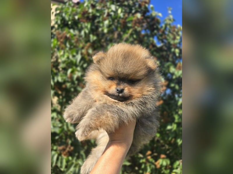 TOP class Pomeranian Zwergspitz-FCI